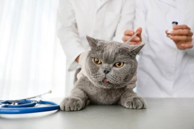 Veterinerler klinikte kedi aşılıyor.