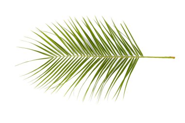 Beyaz arkaplanda tropikal yaprak