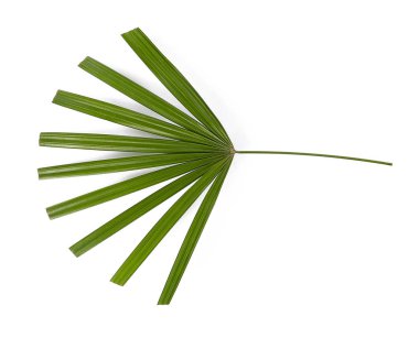 Beyaz arkaplanda tropikal yaprak