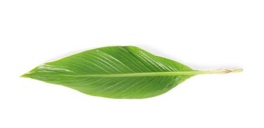 Beyaz arkaplanda tropikal yaprak