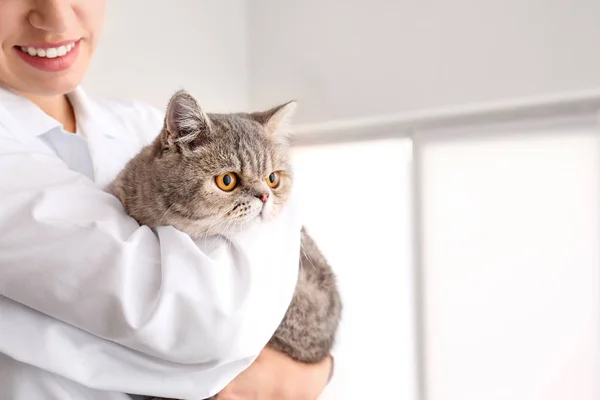 Veterinarian with cute cat in clinic, closeup — Stock Photo, Image