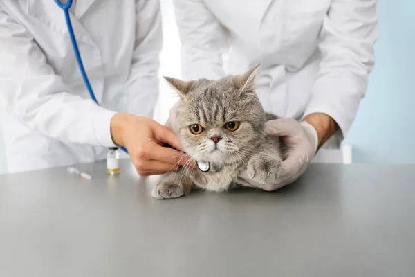 Ветеринары осматривают симпатичную кошку в клинике — стоковое фото