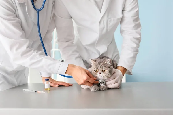 Veterinarians examining cute cat in clinic — Stock Photo, Image