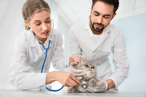 Veterinarians examining cute cat in clinic — Stock Photo, Image