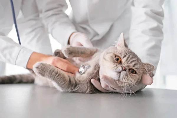 Veterinários examinando gato bonito na clínica, close-up — Fotografia de Stock