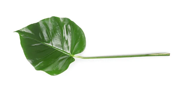 Tropical leaf on white background — Stock Photo, Image