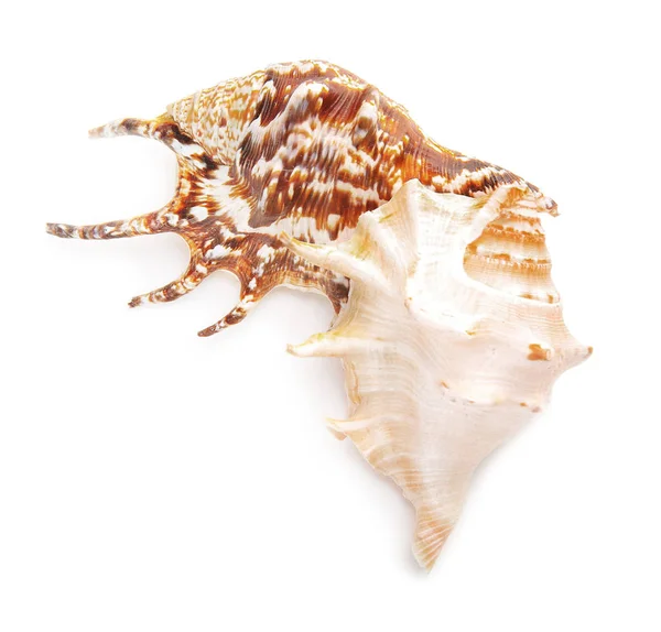 Mořské mušle na bílém pozadí — Stock fotografie