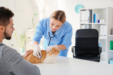 Klinikteki veterineri ziyaret eden kedi sahibi.