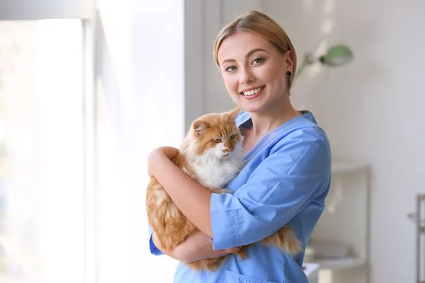 Veterinário feminino com gato bonito na clínica — Fotografia de Stock