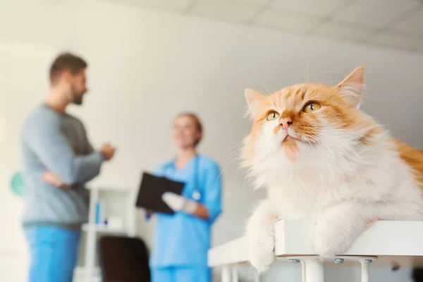 Söt katt på bordet på veterinärkliniken — Stockfoto