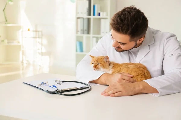 Male veterinarian with cute cat in clinic — Stock Photo, Image