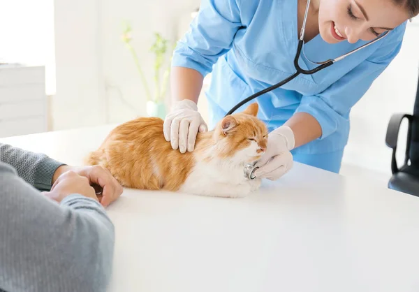 Owner with cat visiting veterinarian in clinic — Stock Photo, Image