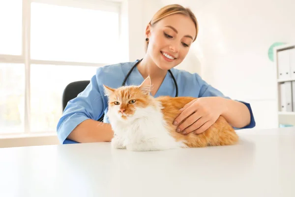 Female veterinarian examining cute cat in clinic — Stock Photo, Image