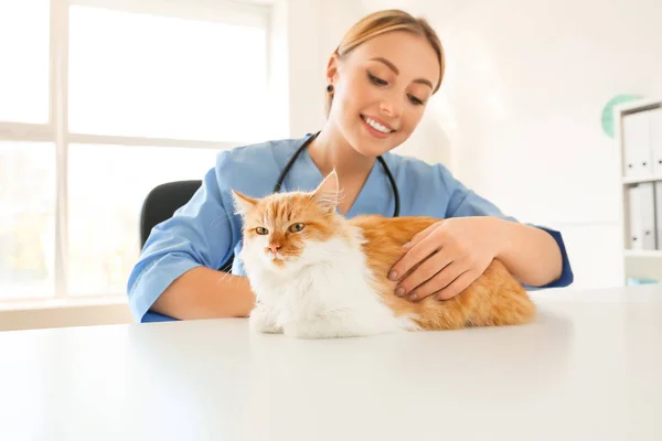 Female veterinarian examining cute cat in clinic — ストック写真