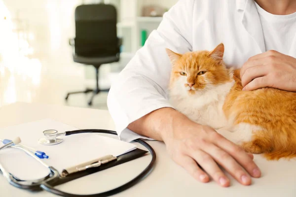 Muž veterinární lékař s roztomilou kočkou na klinice, detailní záběr — Stock fotografie