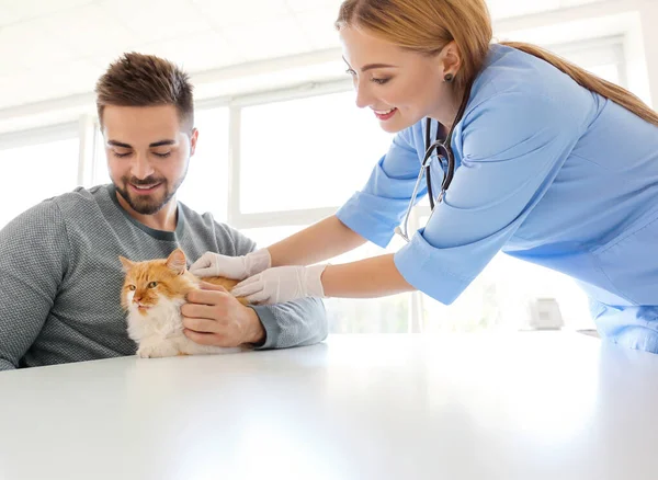 Owner with cat visiting veterinarian in clinic — ストック写真