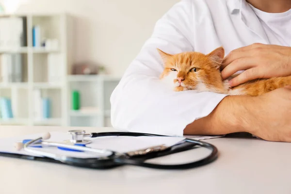 Muž veterinární lékař s roztomilou kočkou na klinice, detailní záběr — Stock fotografie