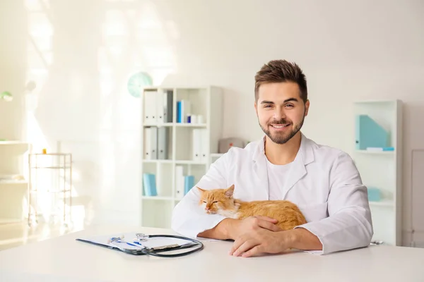 Male veterinarian with cute cat in clinic — Stock Photo, Image