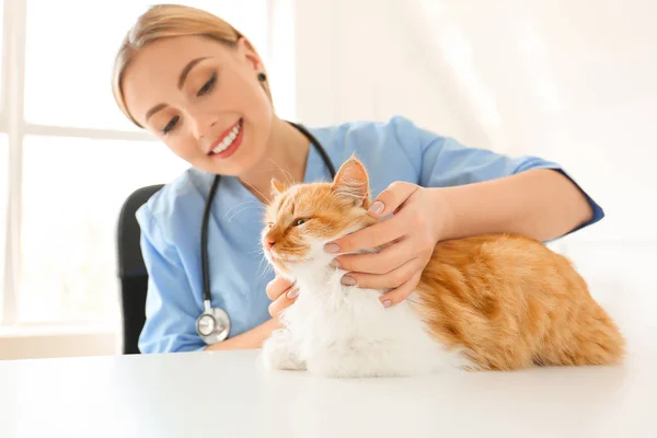 Female veterinarian examining cute cat in clinic — ストック写真