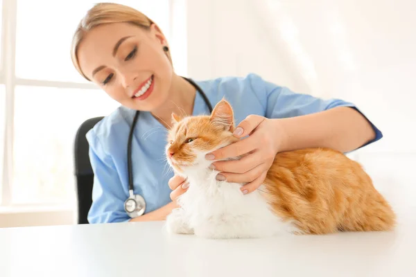 Vrouwelijke dierenarts onderzoeken schattig kat in kliniek — Stockfoto