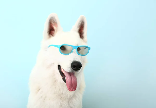 Cão engraçado bonito com óculos no fundo de cor — Fotografia de Stock