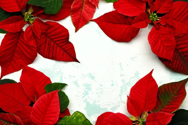 Bella composizione con fiori di Natale poinsettia su sfondo chiaro — Foto Stock