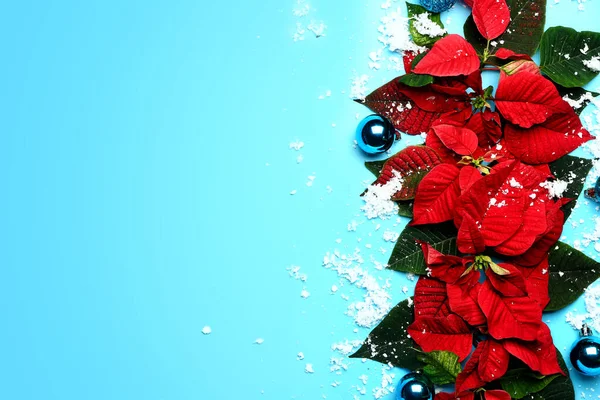 Vakker julekomposisjon med poinsettia på fargebakgrunn – stockfoto