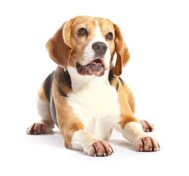 Beyaz arka planda sevimli Beagle köpeği
