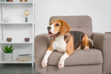 Sevimli Beagle köpeği evdeki koltukta yatıyor.