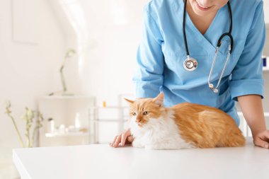 Klinikte tatlı kediyi muayene eden kadın veteriner.