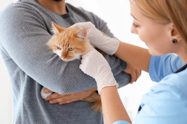 Klinikteki veterineri ziyaret eden kedi sahibi, yakın plan.