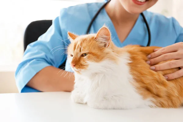 Žena veterinární lékař vyšetření roztomilé kočky na klinice, detailní záběr — Stock fotografie