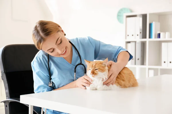 Veterinaria esaminando carino gatto in clinica — Foto Stock