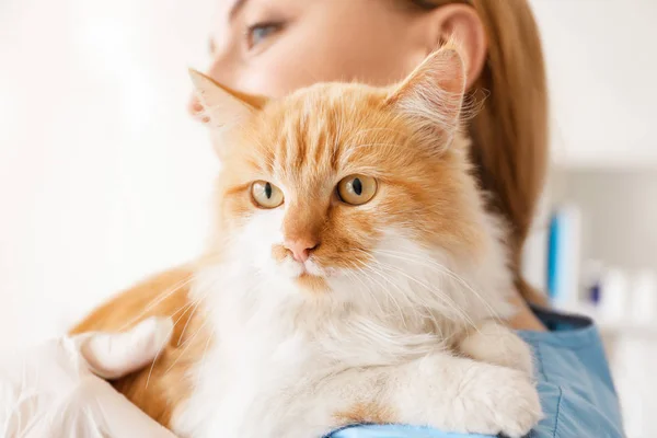 Kvinna veterinär med söt katt på kliniken, närbild — Stockfoto