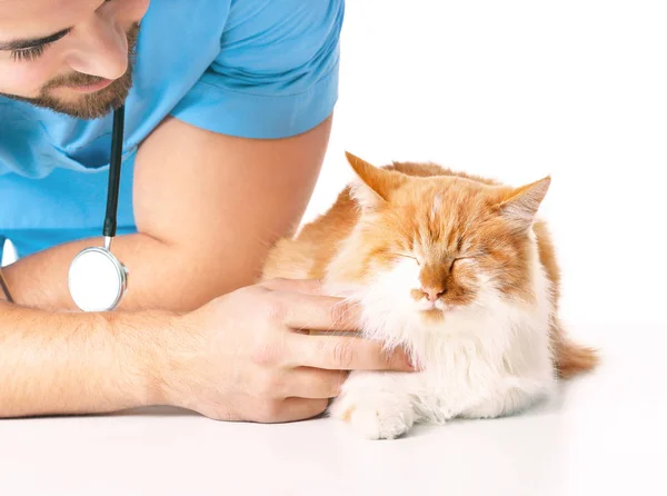 Veterinário masculino examinando gato bonito no fundo branco — Fotografia de Stock