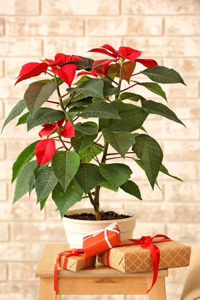 Christmas flower poinsettia and gifts on table near brick wall — Stock Photo, Image