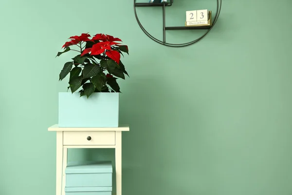 Christmas flower poinsettia on table near color wall — ストック写真