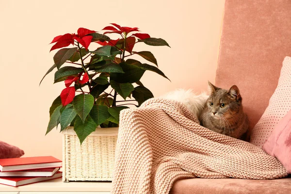 Cute cat on armchair near beautiful Christmas flower poinsettia in room — Stock Photo, Image