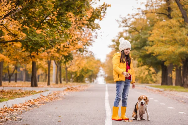 秋の公園でかわいいですアジアの女の子とともに可愛いですbeagle犬 — ストック写真
