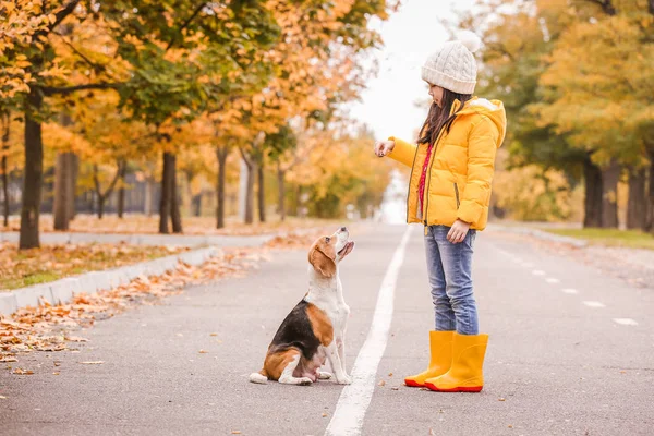 Piccola ragazza asiatica che gioca con simpatico cane beagle nel parco autunnale — Foto Stock