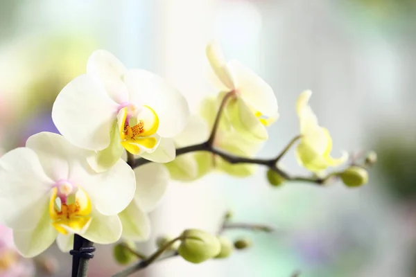 Beautiful orchid flowers in shop, closeup — Stock Photo, Image