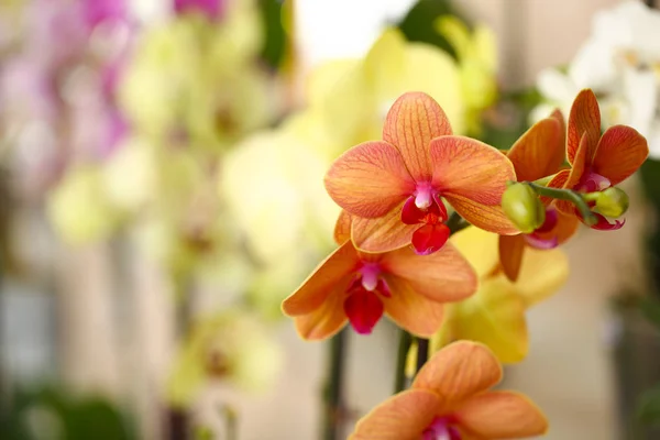 Beautiful orchid flowers in shop, closeup — Stock Photo, Image