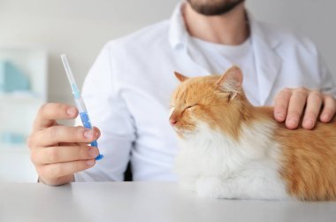 Erkek veteriner klinikte sevimli kedi aşılıyor.