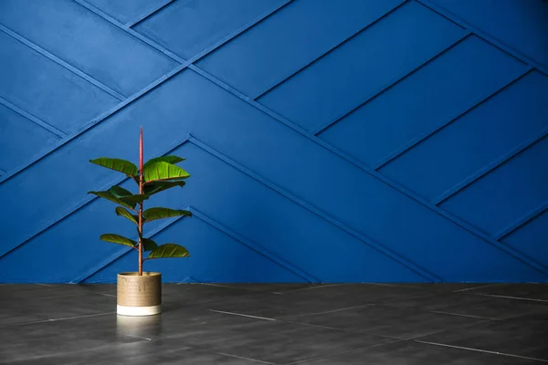 Pot with houseplant near blue wall — Stock Photo, Image