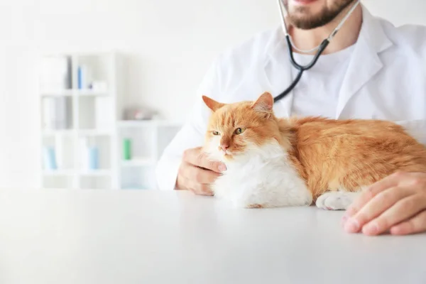 Veterinario masculino examinando lindo gato en clínica — Foto de Stock