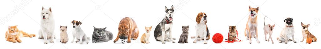 Different dogs and cats on white background