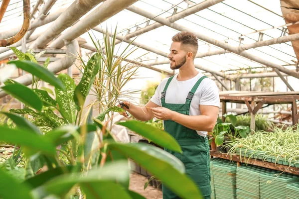 Guapo jardinero masculino trabajando en invernadero — Foto de Stock