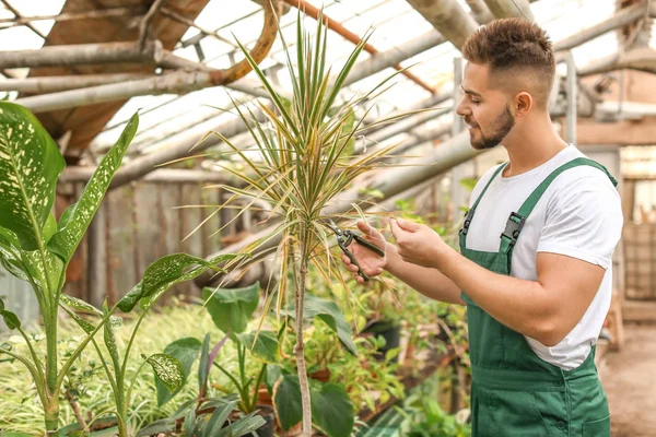 Guapo jardinero masculino trabajando en invernadero — Foto de Stock