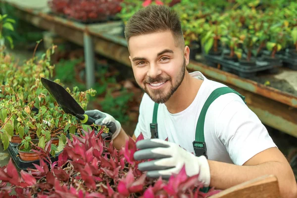 Guapo jardinero masculino trabajando en invernadero — Foto de Stock