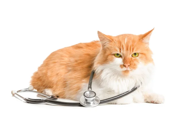 Leuke kat met stethoscoop op witte achtergrond — Stockfoto